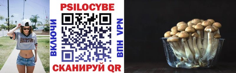 Галлюциногенные грибы Psilocybe  нарко площадка какой сайт  Киржач 